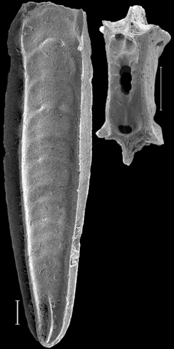 Plectofrondicularia californica Cushman and Stewart, 1926 Identified specimen Plectofrondicularia californica Cushman and Stewart, 1926 Identified specimen