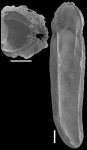Plectofrondicularia turgida Hornibrook, 1961 Topotype