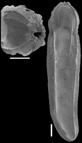 Plectofrondicularia turgida Hornibrook, 1961 Topotype Plectofrondicularia turgida Hornibrook, 1961 Topotype