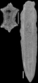 Plectofrondicularia parri Finlay, 1939 Topotype, author: Hayward, Bruce