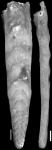 Plectofrondicularia mansfieldi Cushman & Ponton, 1931 Holotype