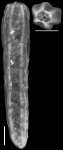 Plectofrondicularia mexicana var. plummerae Weinzierl and Applin, 1929 Holotype