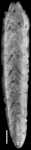 Plectofrondicularia proparri Finlay, 1947