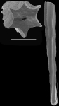 Nodosaria tosta Schwager, 1866. Topotype