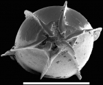 Staffia tosta (Schwager, 1866) Identified specimen.