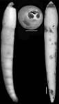 Ellipsonodosaria dentaliniformis (Cushman & Jarvis, 1934) Holotype, author: Hayward, Bruce