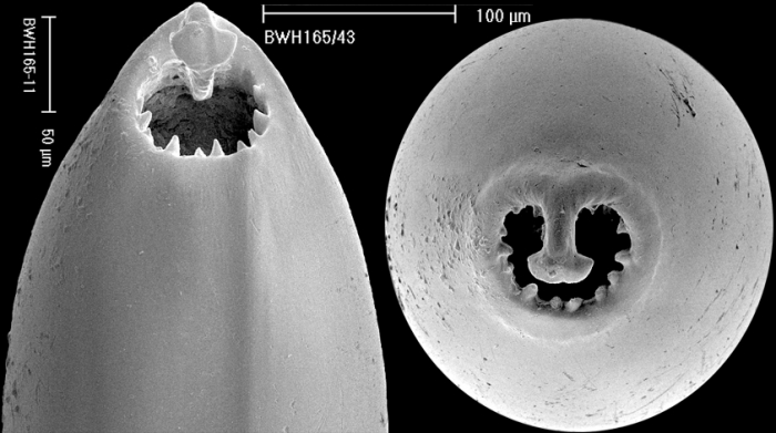 Carchariostomoides dentaliniformis (Cushman & Jarvis, 1934) Identified specimen. Carchariostomoides dentaliniformis (Cushman & Jarvis, 1934) Identified specimen.