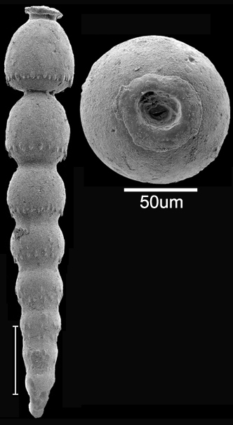 Siphonodosaria bradyi (Cushman, 1927) Identified specimen Siphonodosaria bradyi (Cushman, 1927) Identified specimen