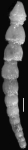Ellipsonodosaria caribaea Palmer & bermudez, 1936. Holotype