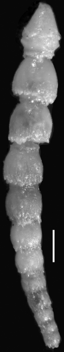 Ellipsonodosaria caribaea Palmer & bermudez, 1936. Holotype Ellipsonodosaria caribaea Palmer & bermudez, 1936. Holotype