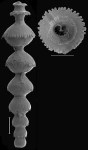 Siphonodosaria campana Hayward & Kawagata,  2012 Holotype