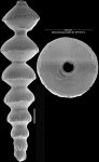 Siphonodosaria campana Hayward & Kawagata, 2012. Paratype