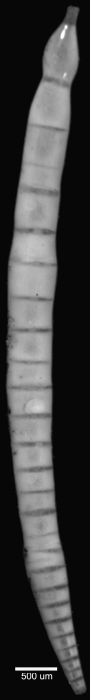 Nodosaria japonica Cushman, 1913. Holotype