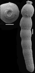 Siphonodosaria curvatura (Cushman, 1939) Identified specimen