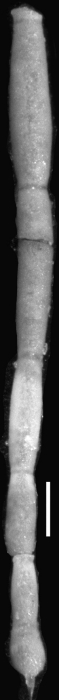 Ellipsonodosaria exilis Cushman, 1936. Holotype Ellipsonodosaria exilis Cushman, 1936. Holotype