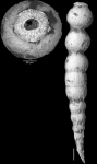 Ellipsonodosaria? jarvisi  Cushman, 1936. Holotype