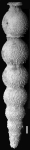 Nodosaria lepidula var. hispidula Cushman, 1917. Neotype