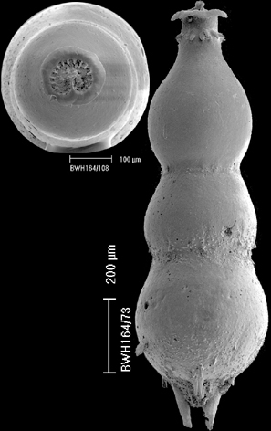 Siphonodosaria insecta chwager, 1866) Identified specimen. Siphonodosaria insecta chwager, 1866) Identified specimen.