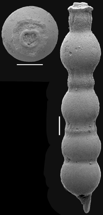 Siphonodosaria internodifera (Gumbel, 1868). Identified specimen Siphonodosaria internodifera (Gumbel, 1868). Identified specimen