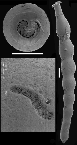 Siphonodosaria insecta (Schwager, 1866) Identified specimen Siphonodosaria insecta (Schwager, 1866) Identified specimen
