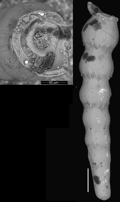 Nodosaria jacksonensis Cushman & Applin, 1926 Holotype Nodosaria jacksonensis Cushman & Applin, 1926 Holotype