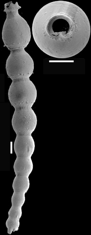 Siphonodosaria jacksonensis (Cushman & Applin, 1926) Identified specimen Siphonodosaria jacksonensis (Cushman & Applin, 1926) Identified specimen