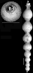 Ellipsonodosaria recta Palmer & Bermudez, 1936 Holotype