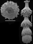 Siphonodosaria kaihoi Hayward, 2012 Holotype