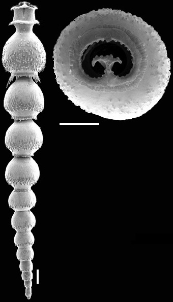 Siphonodosaria lepidula (Schwager, 1866) Identified specimen Siphonodosaria lepidula (Schwager, 1866) Identified specimen