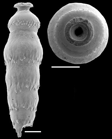 Siphonodosaria lepidula (Schwager, 1866) Identified specimen Siphonodosaria lepidula (Schwager, 1866) Identified specimen