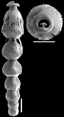 Siphonodosaria lepidula (Schwager, 1866) Identified specimen Siphonodosaria lepidula (Schwager, 1866) Identified specimen