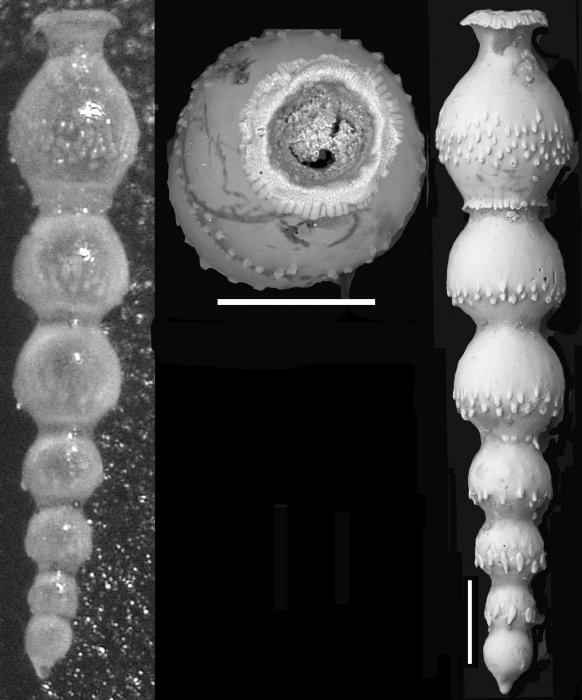 Nodosaria antillea Cushman, 1923 Holotype Nodosaria antillea Cushman, 1923 Holotype
