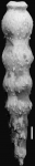 Nodogenerina lohmani Kleinpell, 1938. Holotype