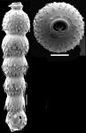Siphonodosaria lohmani (Kleinpell, 1938) Identified specimen