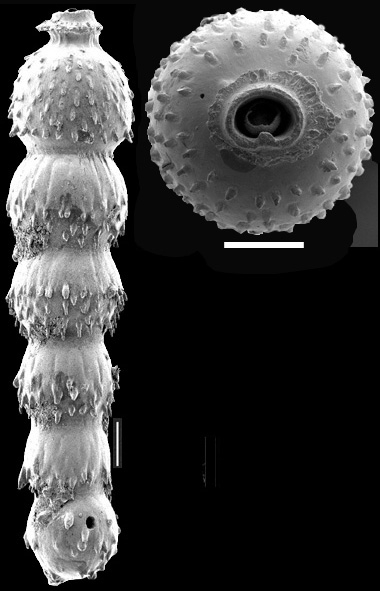 Siphonodosaria lohmani (Kleinpell, 1938) Identified specimen Siphonodosaria lohmani (Kleinpell, 1938) Identified specimen
