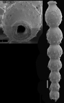 Siphonodosaria lohmani (Kleinpell, 1938) Identified specimen