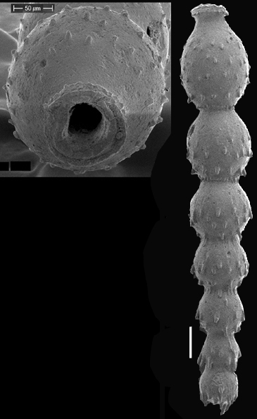 Siphonodosaria lohmani (Kleinpell, 1938) Identified specimen Siphonodosaria lohmani (Kleinpell, 1938) Identified specimen