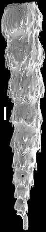 Siphonodosaria longispina (Egger, 1900). Identified specimen Siphonodosaria longispina (Egger, 1900). Identified specimen