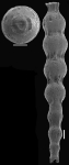 Siphonodosaria paucistriata (Galloway & Morrey, 1929) Identified specimen