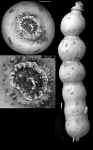 Ellipsonoia nuttalli Cushman & Jarvis, 1934. Holotypedosar