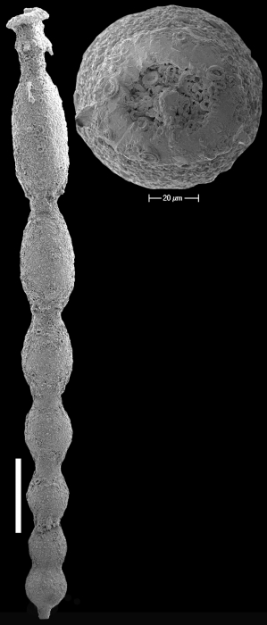 Siphonodosaria robertsoni Hayward & van Kerckhoven, 2012 Holotype Siphonodosaria robertsoni Hayward & van Kerckhoven, 2012 Holotype