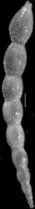 Dentalina scripta d'Orbigny, 1846 Topotype Dentalina scripta d'Orbigny, 1846 Topotype