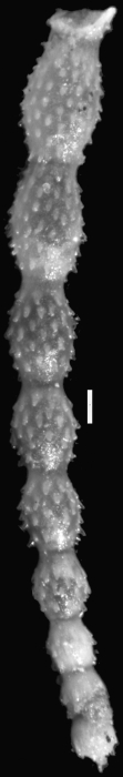 Ellipsonodosaria alexanderi var. impensia Cushman, 1938 Holotype Ellipsonodosaria alexanderi var. impensia Cushman, 1938 Holotype