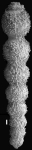 Ellipsonodosaria subspinosa Cushman, 1943 Holotype