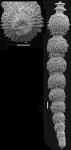 Siphonodosaria subspinosa (Cushman, 1943) Identified specimen