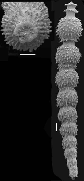 Siphonodosaria subspinosa (Cushman, 1943) Identified specimen Siphonodosaria subspinosa (Cushman, 1943) Identified specimen