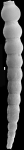 Siphonodosaria tauricornis (Schwager, 1866) Identified specimen
