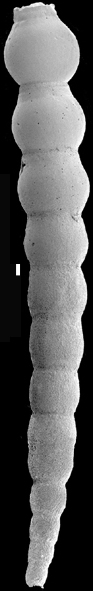 Siphonodosaria tauricornis (Schwager, 1866) Identified specimen Siphonodosaria tauricornis (Schwager, 1866) Identified specimen