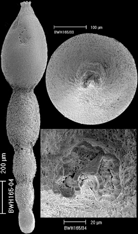 Stilostomella fistuca (Schwager, 1866) Identified specimen Stilostomella fistuca (Schwager, 1866) Identified specimen