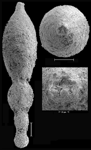Stilostomella fistuca (Schwager, 1866) Identified specimen Stilostomella fistuca (Schwager, 1866) Identified specimen